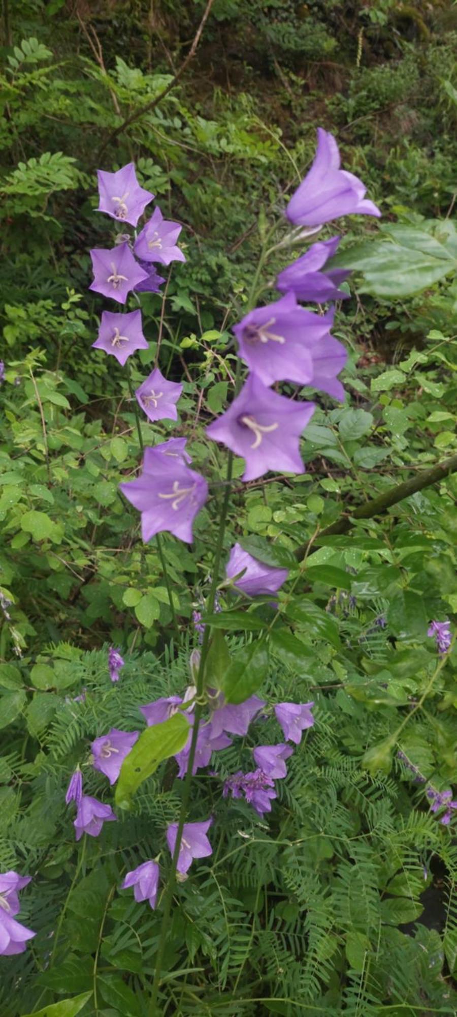 דירות אאוסטה Galanthus מראה חיצוני תמונה